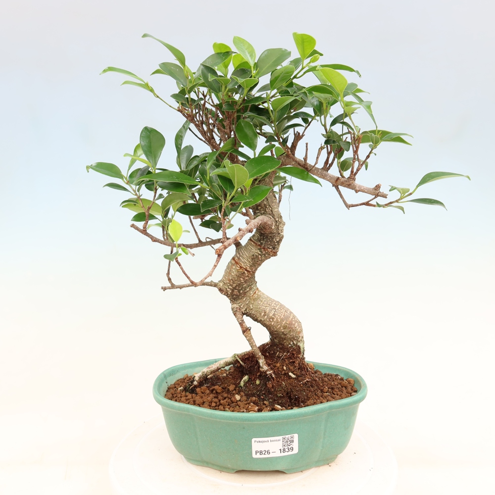 Zimmerbonsai - Ficus retusa - Kleinblättriger Ficus