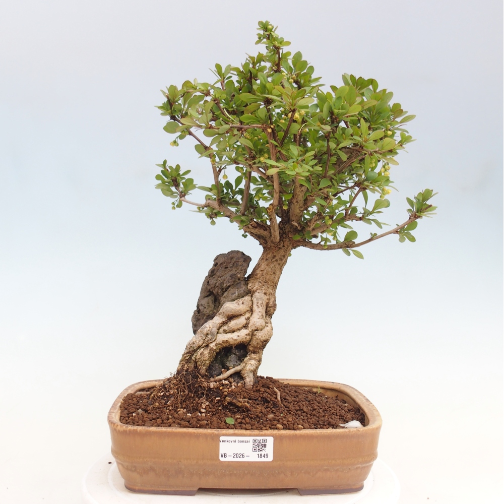 Bonsai für draußen - Berberis coreana