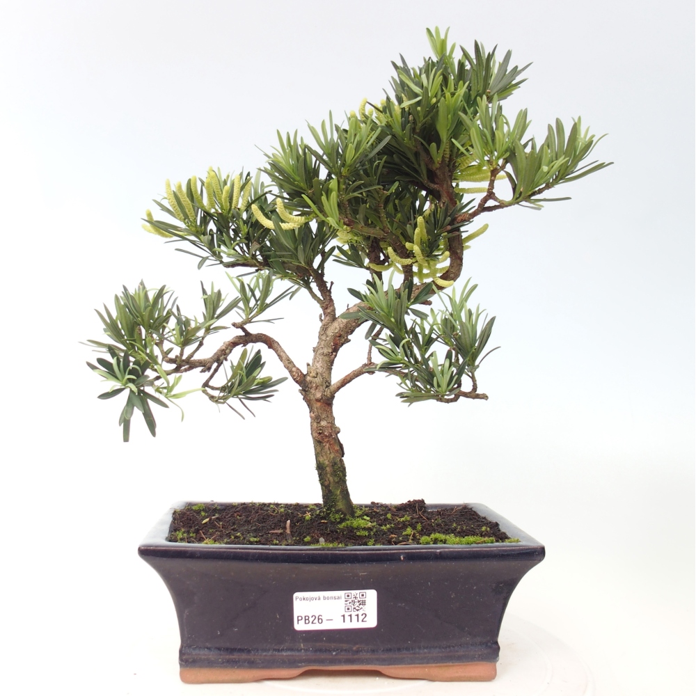 Zimmerbonsai - Podocarpus - Stein-Eibe