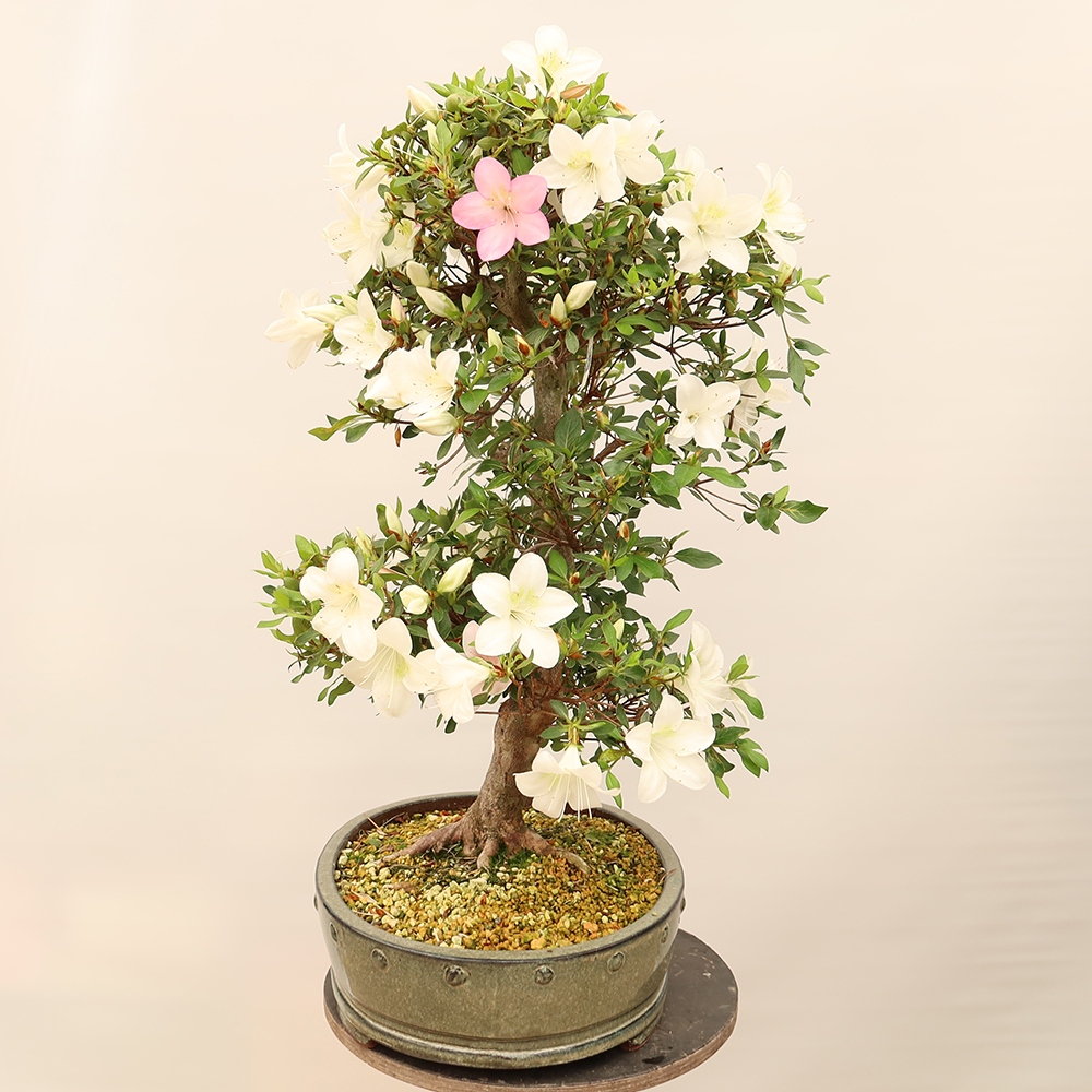 Bonsai für draußen - Japanische Azalee - Azalee Hand