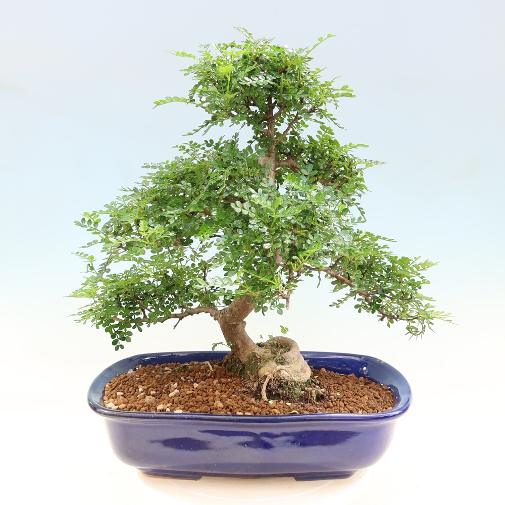 Zimmer Bonsai - Zantoxylum piperitum - Pfefferbaum