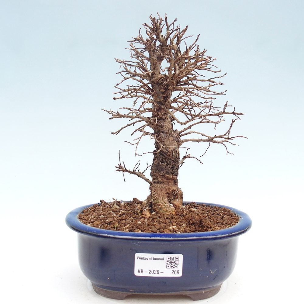 Bonsai für draußen - Zelkova - Zelkova NIRE