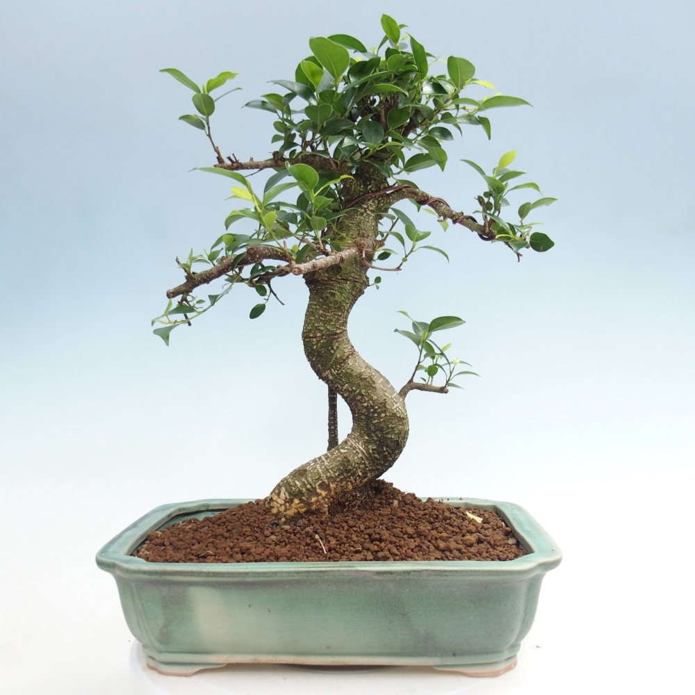 Zimmerbonsai - Ficus kimmen - Kleinblättriger Ficus
