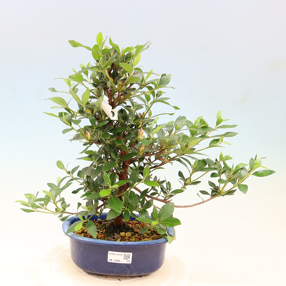 Bonsai für draußen - Japanische Azalee - Azalea Shinsei