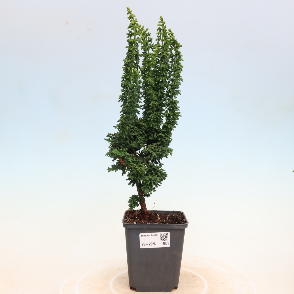 Bonsai für draußen - Cham. obtusa SEKKA HINOKI - Zypresse