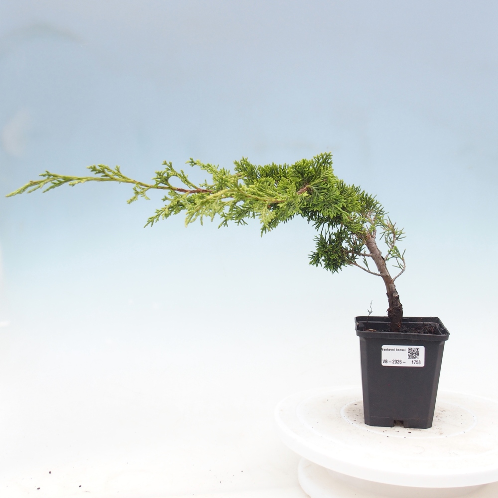 Bonsai für draußen - Juniperus chinensis Itoigawa