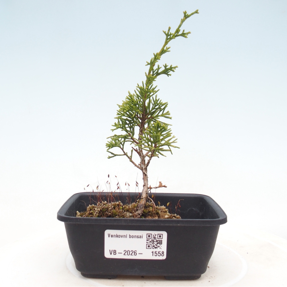 Bonsai für draußen - Juniperus chinensis Itoigawa