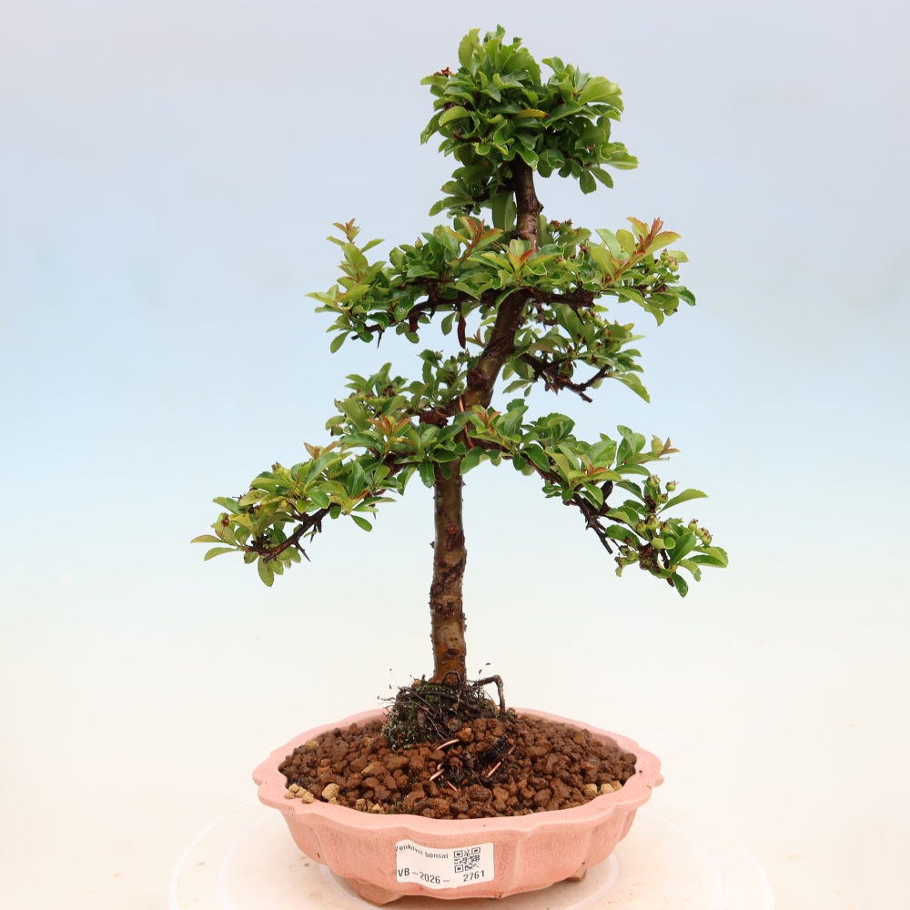 Bonsai für den Außenbereich – Pyracantha teton – Feuerdorn