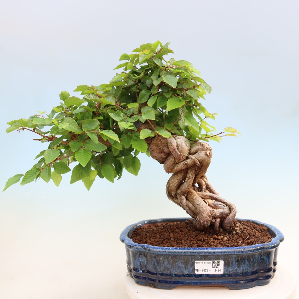 Bonsai für draußen - Karpinus Coreana - Koreanische Hainbuche