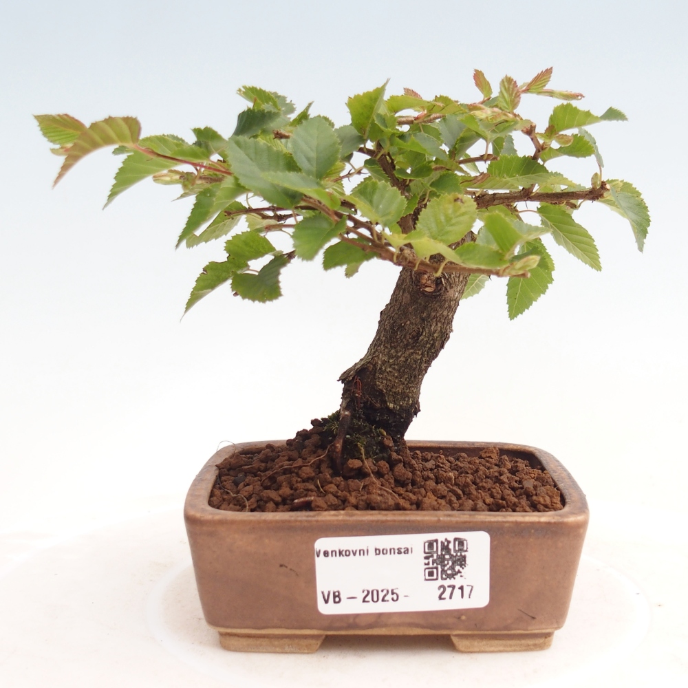 Bonsai für draußen -Carpinus CARPINOIDES - Koreanische Hainbuche