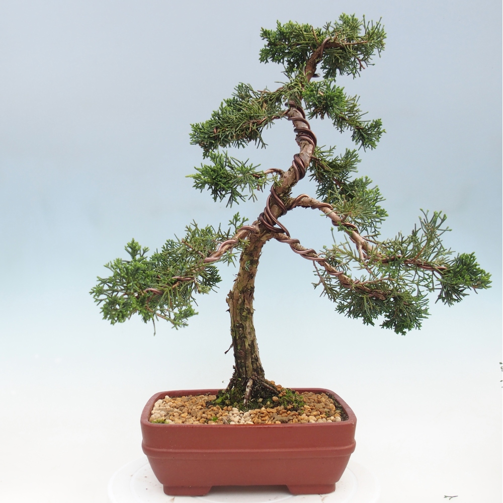 Bonsai für draußen - Juniperus chinensis Kishu