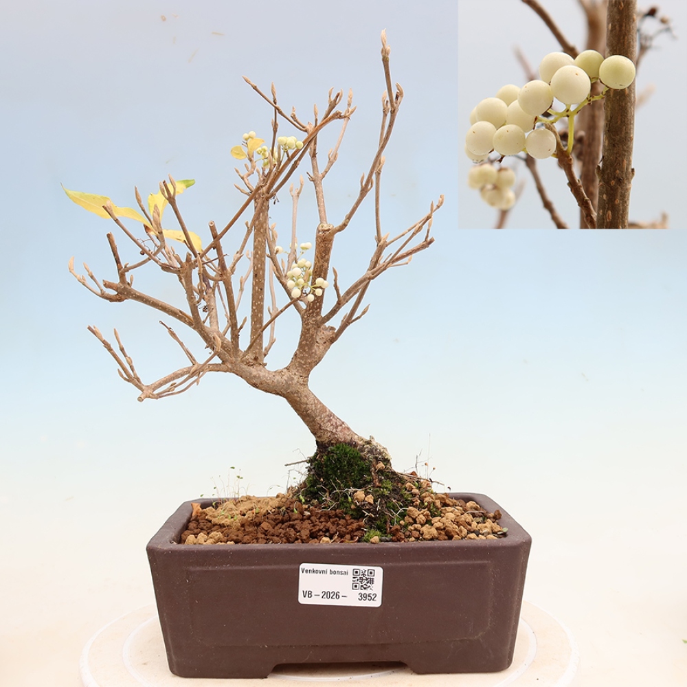 Bonsai für den Außenbereich – Callicarpa bodinieri „Snowqueen“ – Schönfrucht