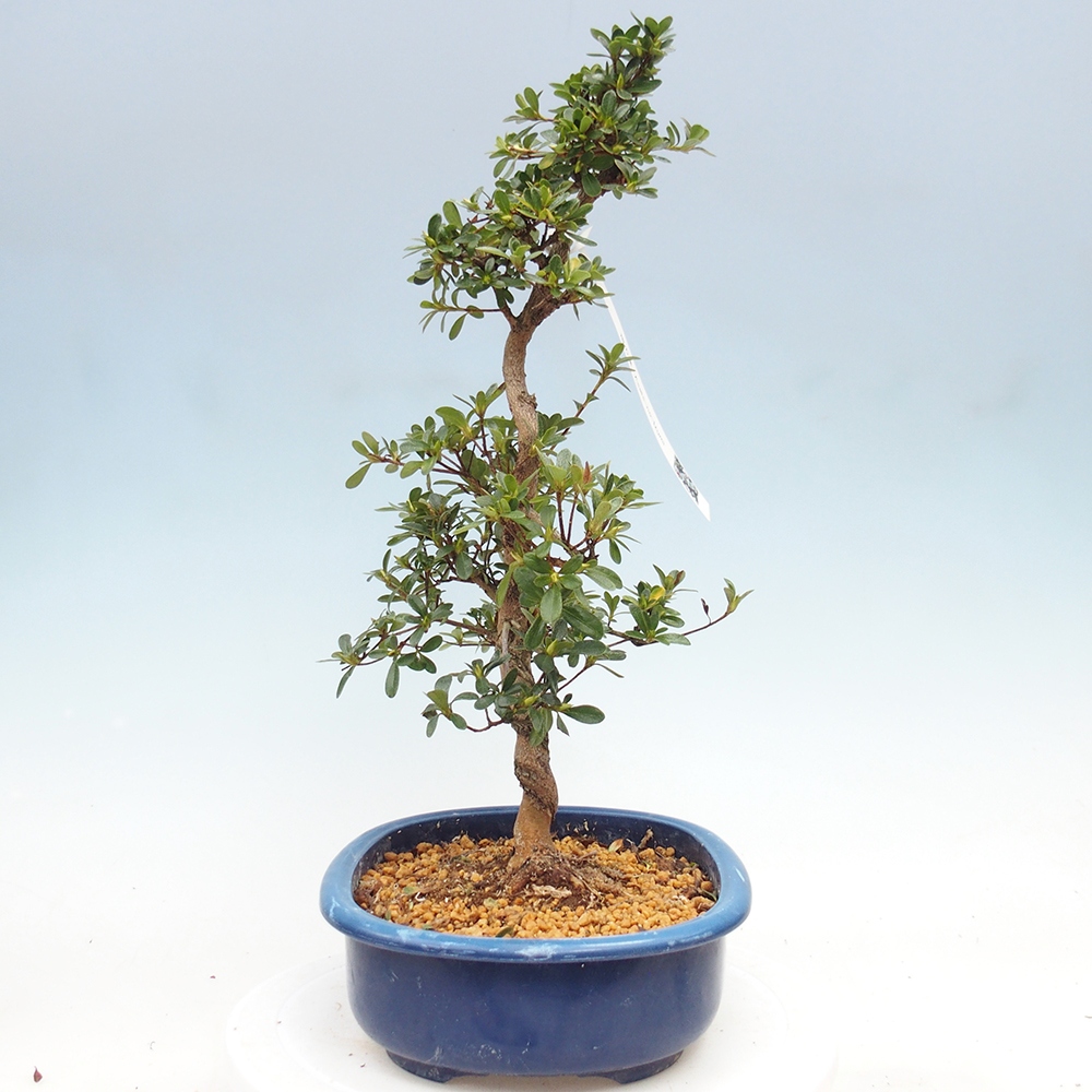 Bonsai für draußen - Japanische Azalee - Azalee Asahi-no-izumi