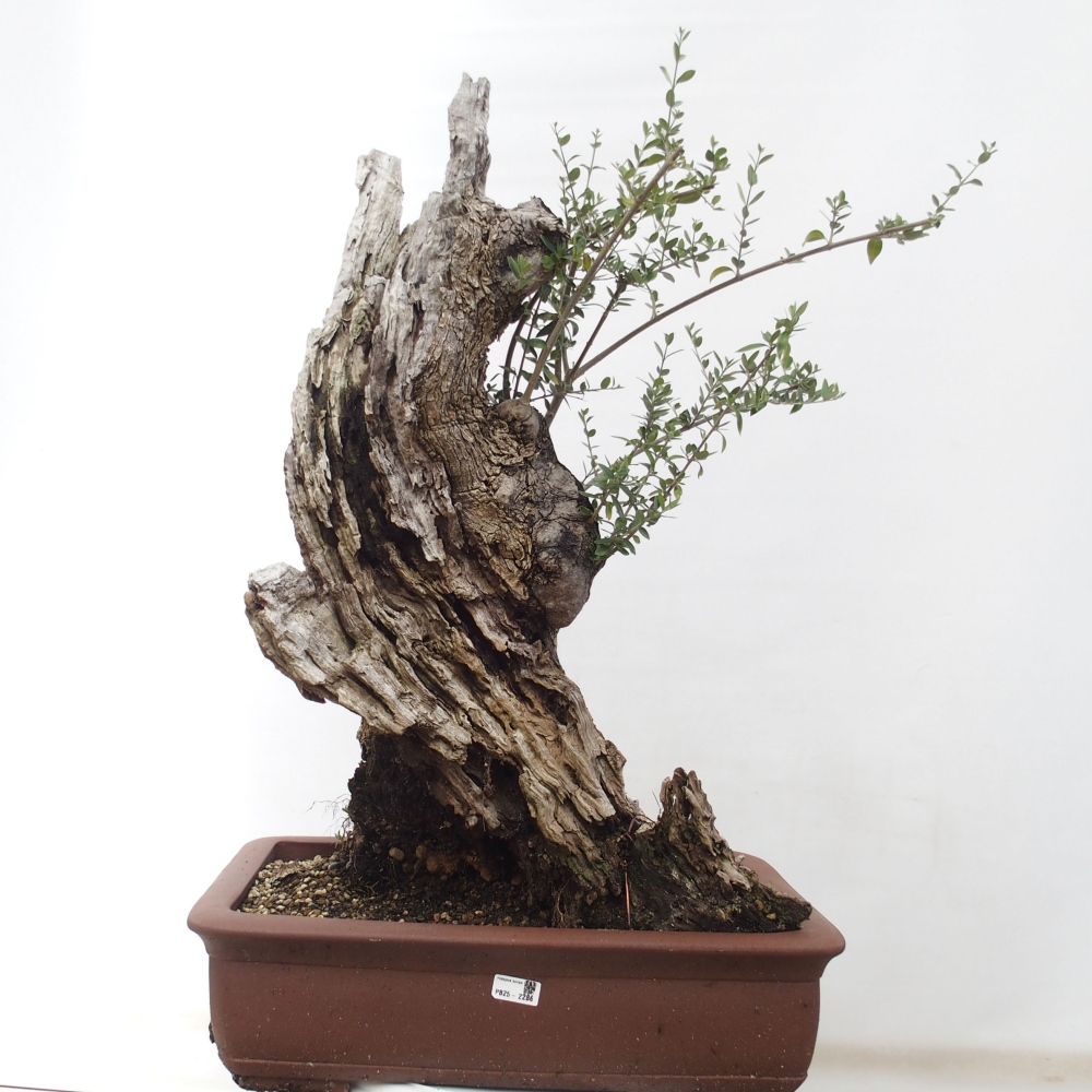 Zimmerbonsai - Olea europaea sylvestris