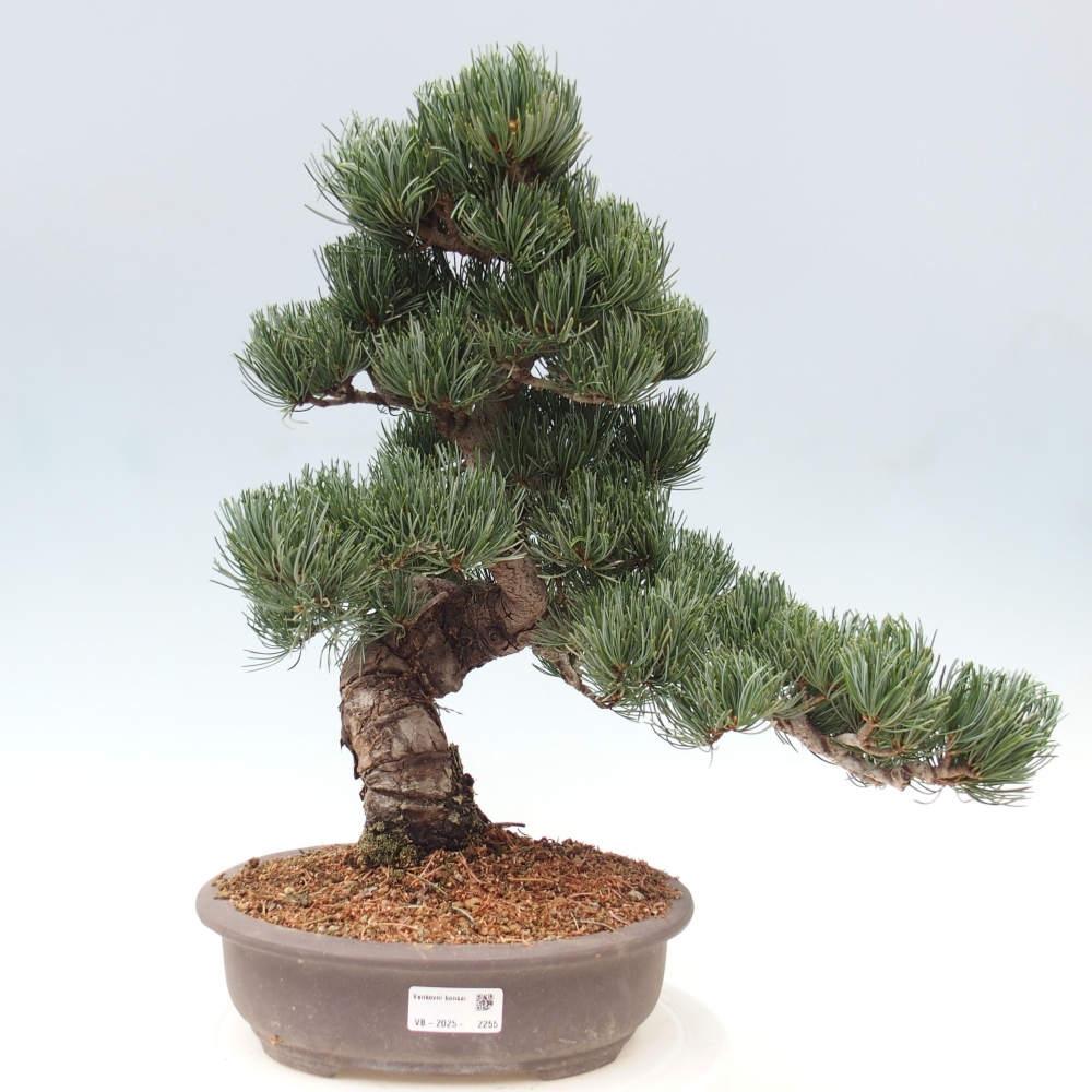Bonsai für draußen - Pinus parviflora - Pinus parviflora