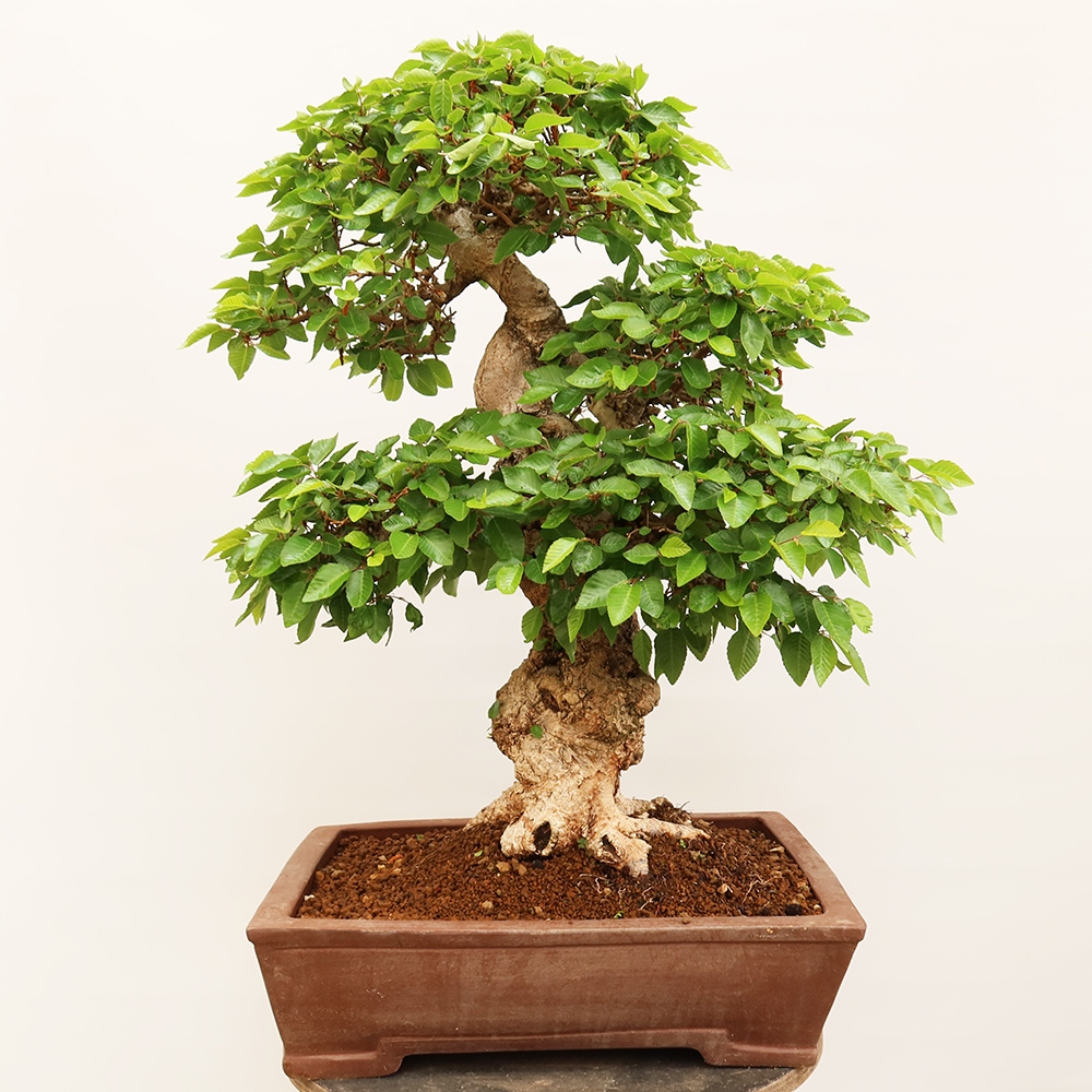 Bonsai für draußen - Karpinus Coreana - Koreanische Hainbuche