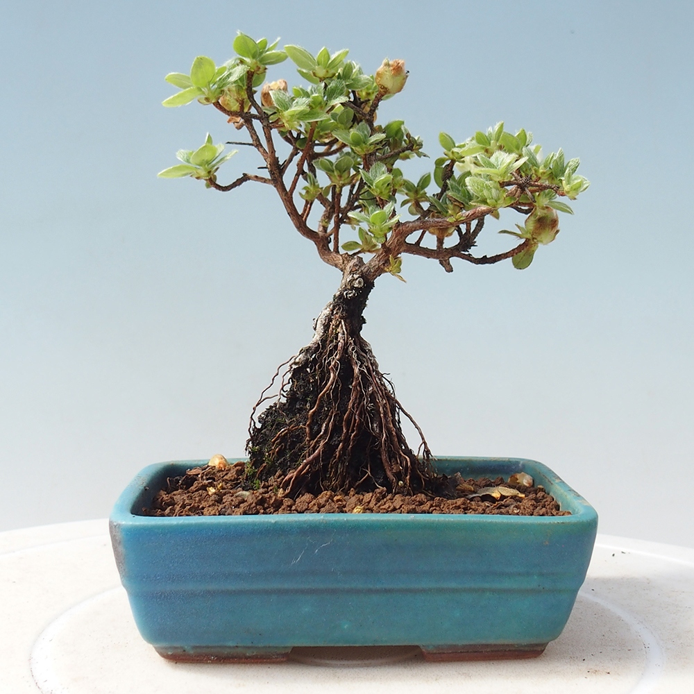 Bonsai für draußen - Rhododendron indicum - Japanische Azalee