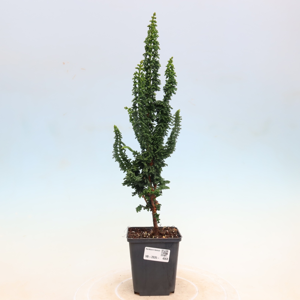 Bonsai für draußen - Cham. obtusa SEKKA HINOKI - Zypresse