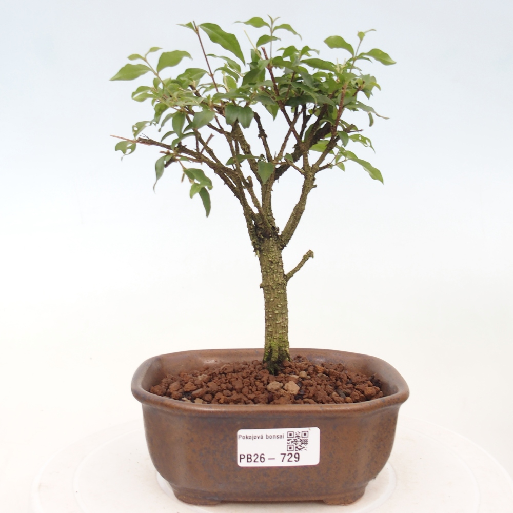 Zimmer Bonsai - Malpighia coccigera- Barbdor Kirsche