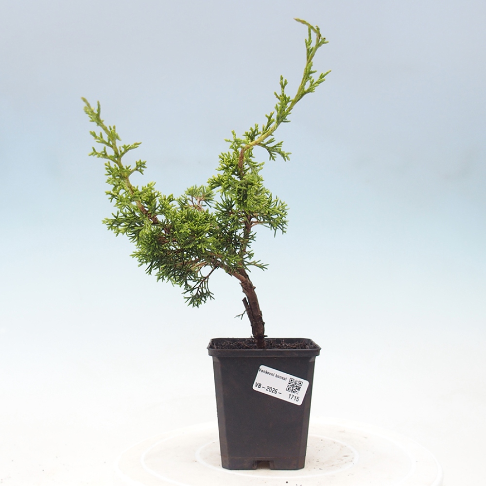 Bonsai für draußen - Juniperus chinensis Itoigawa