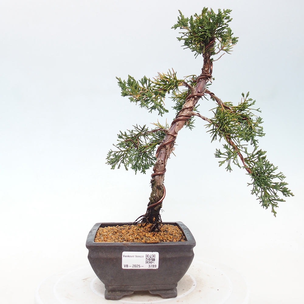 Bonsai für draußen - Juniperus chinensis Kishu