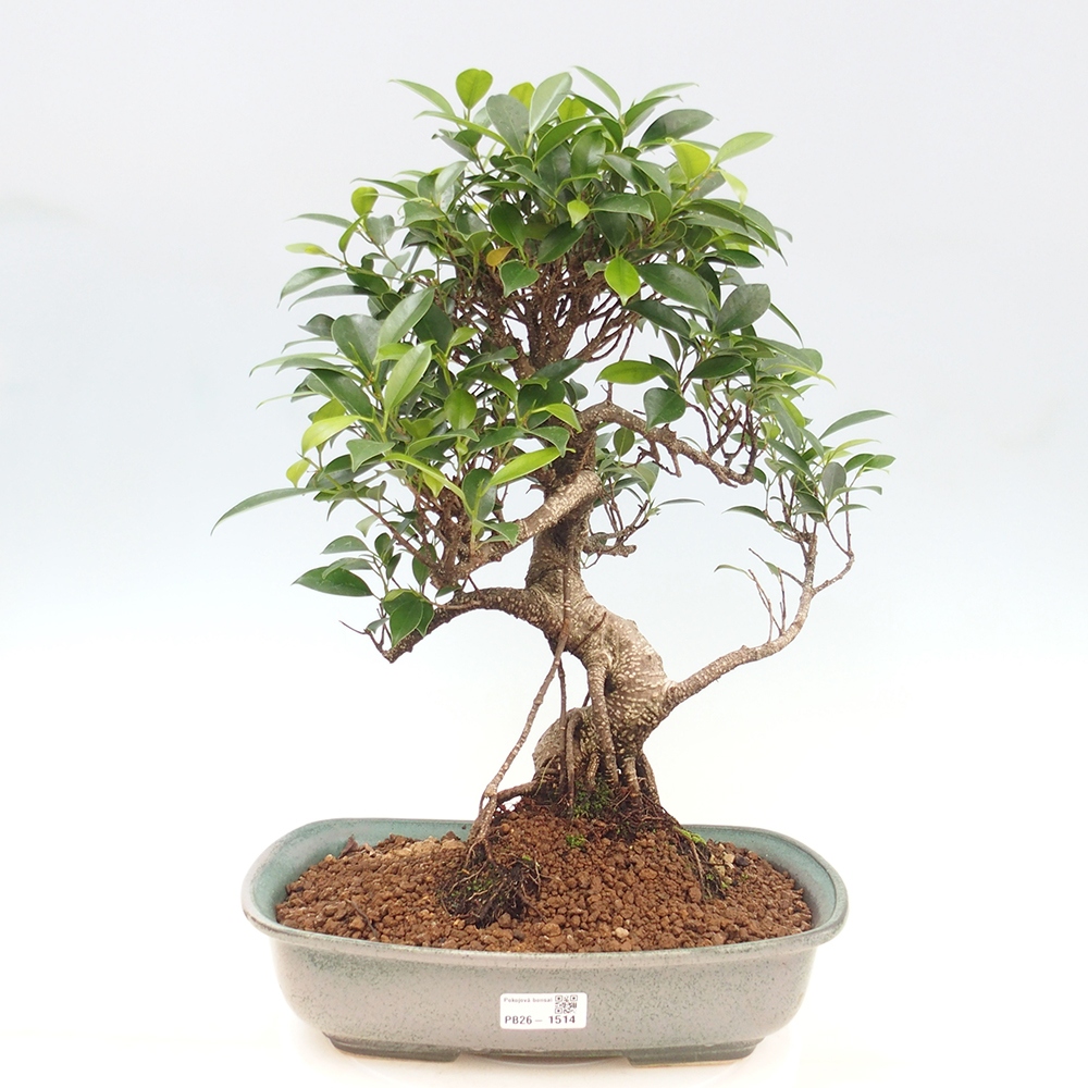 Zimmerbonsai - Ficus kimmen - Kleinblättriger Ficus