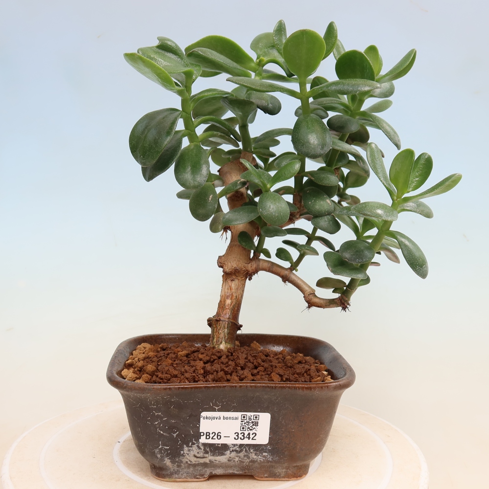 Zimmerbonsai – Eiförmige Dickblattpflanze – Crassula ovata