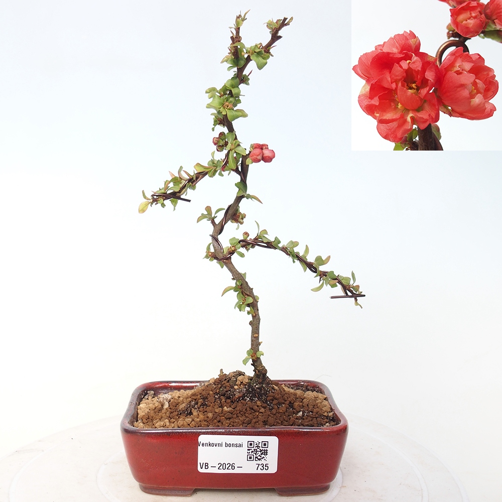 Bonsai für draußen - Chaneomeles s. Red Joy - Quitte