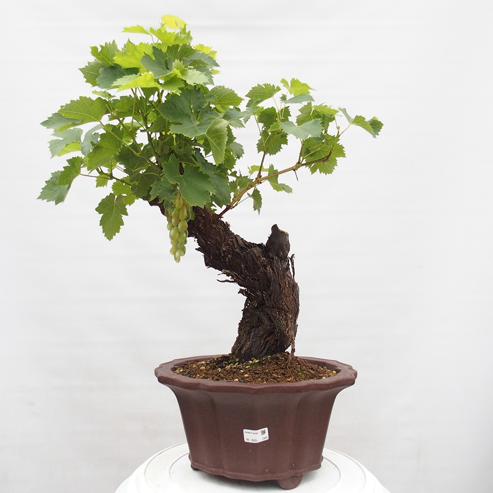 Bonsai für draußen - Vitis vinnifera MUSKAT ITALIA - Weinreben