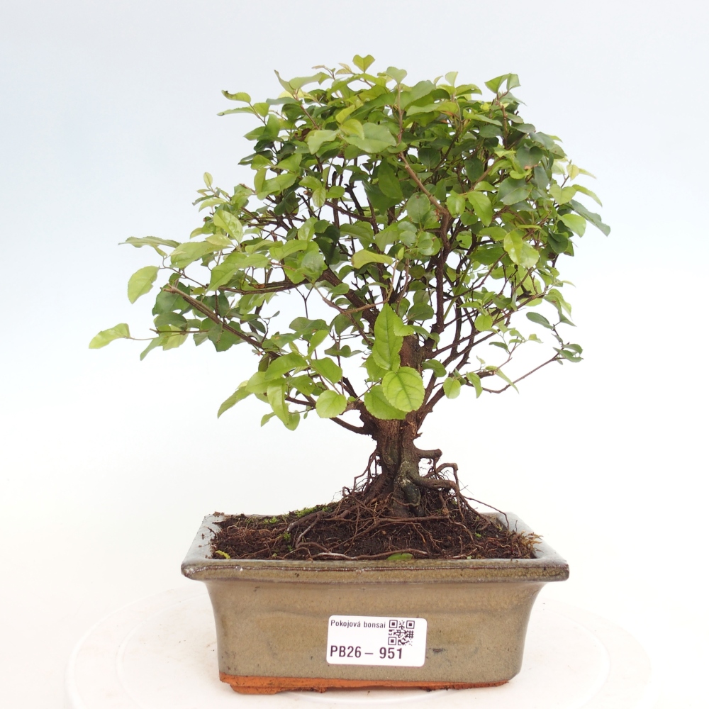 Zimmer Bonsai - Sageretia thea - Sageretia thea