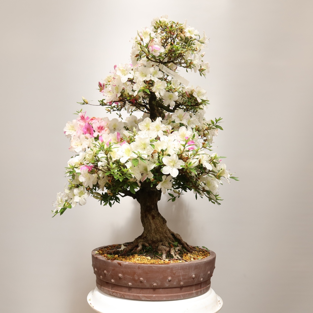 Bonsai für den Außenbereich – Japanische Azalee – Azalea Kotobokietsu