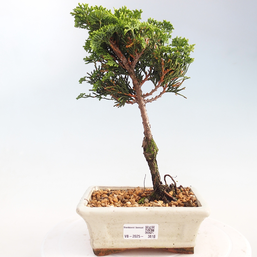 Bonsai für draußen - Cham.pis obtusa Nana Gracilis - Zypresse