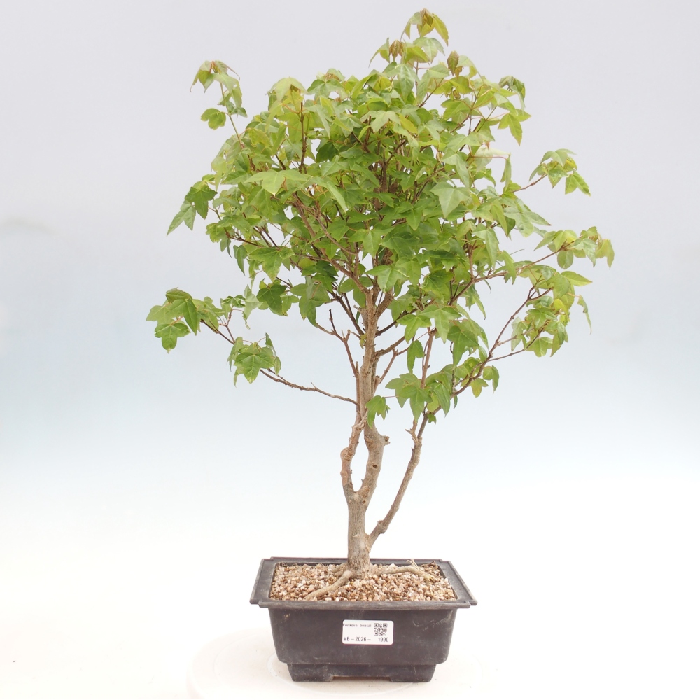 Bonsai für draußen - Acer Buergerianum - Bergahorn