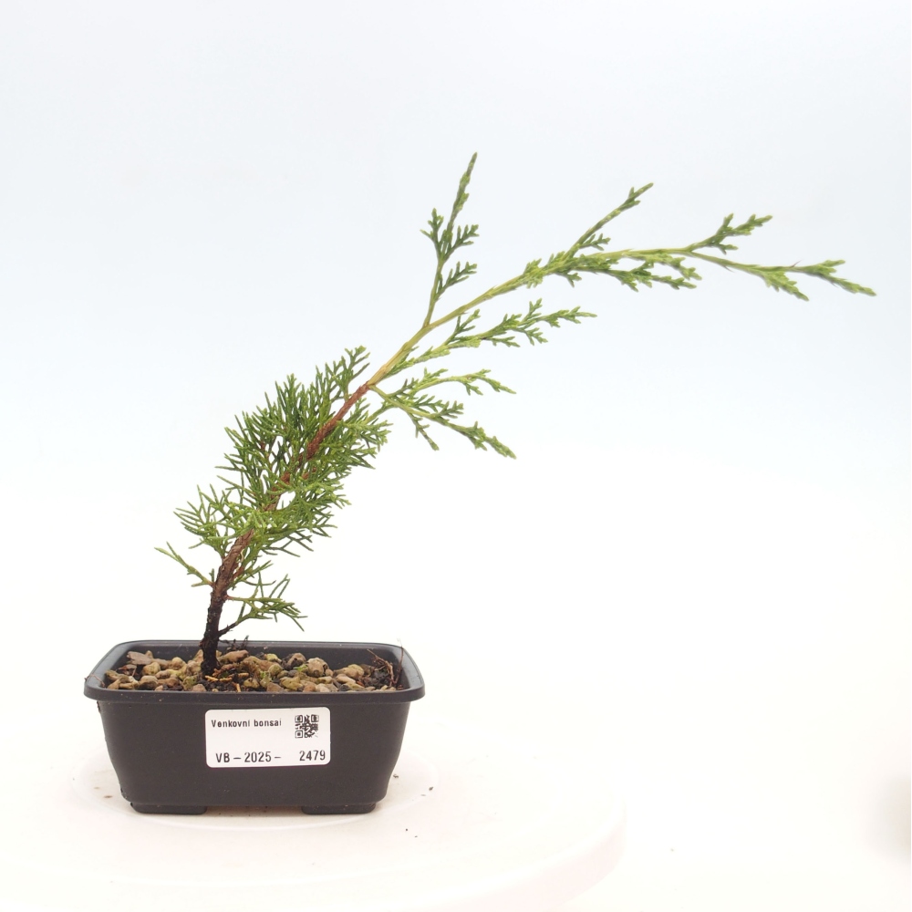 Bonsai für draußen - Juniperus chinensis Itoigawa