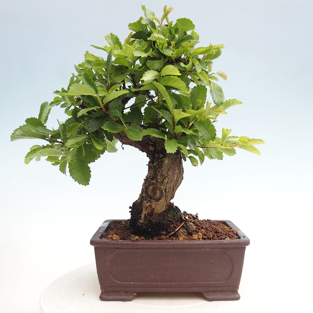Bonsai für draußen - Zelkova - Zelkova NIRE
