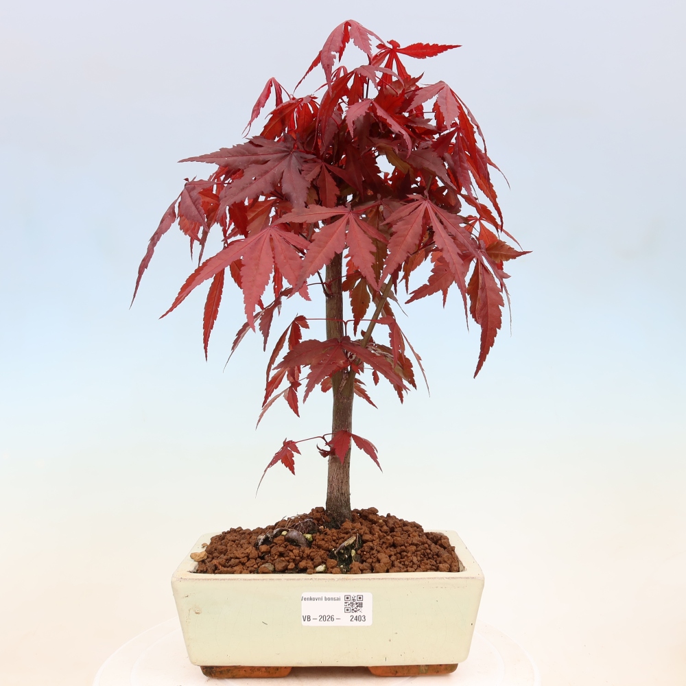 Bonsai für draußen - Acer-Palme. Atropurpureum-Javor palmate