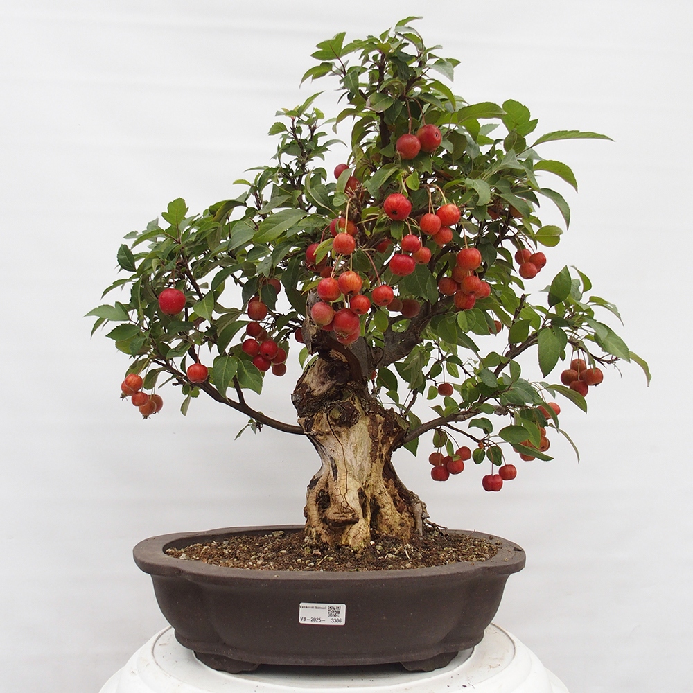 Outdoor-Bonsai -Malus halliana - Kleinfrüchtiger Apfelbaum