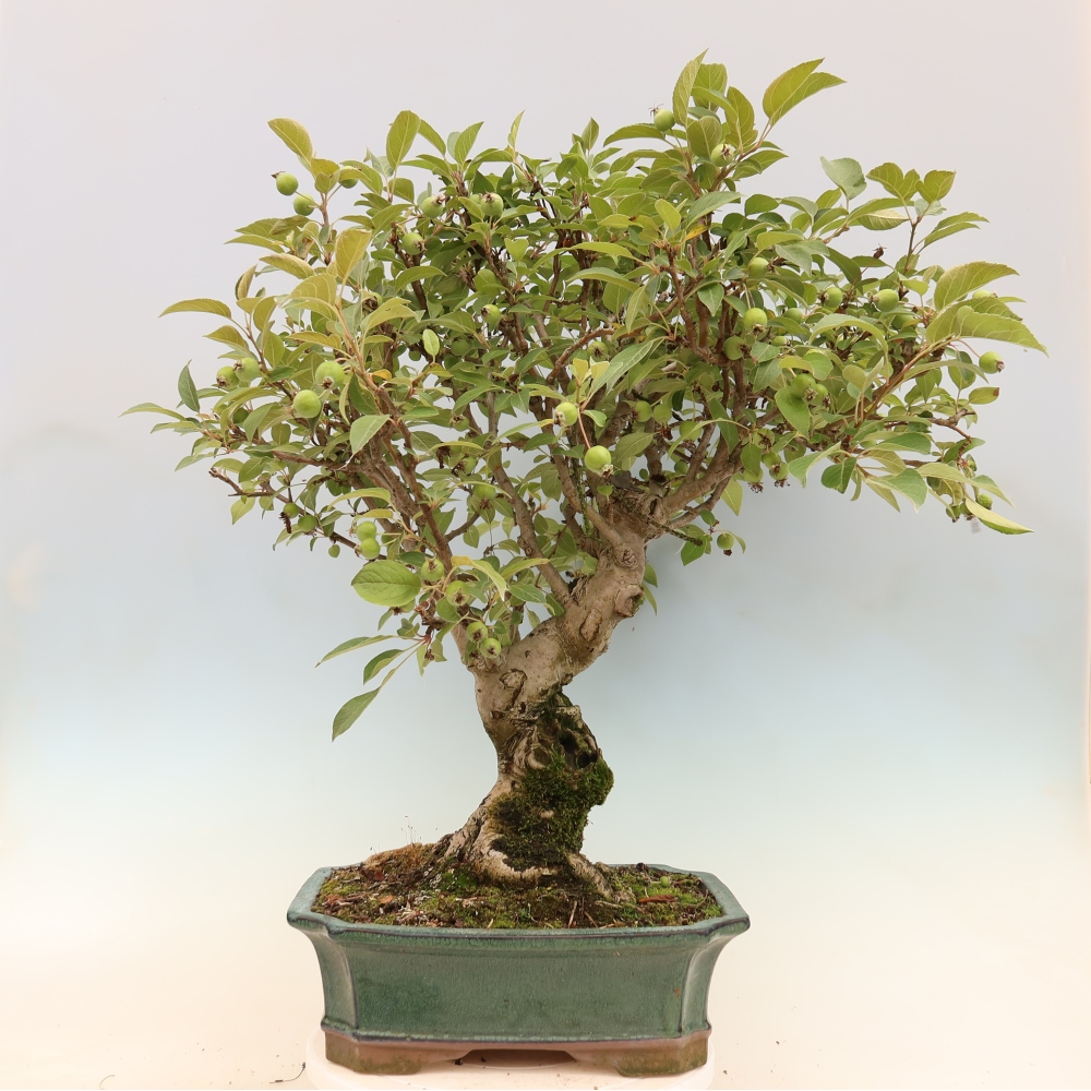 Outdoor-Bonsai -Malus halliana - Kleinfrüchtiger Apfelbaum