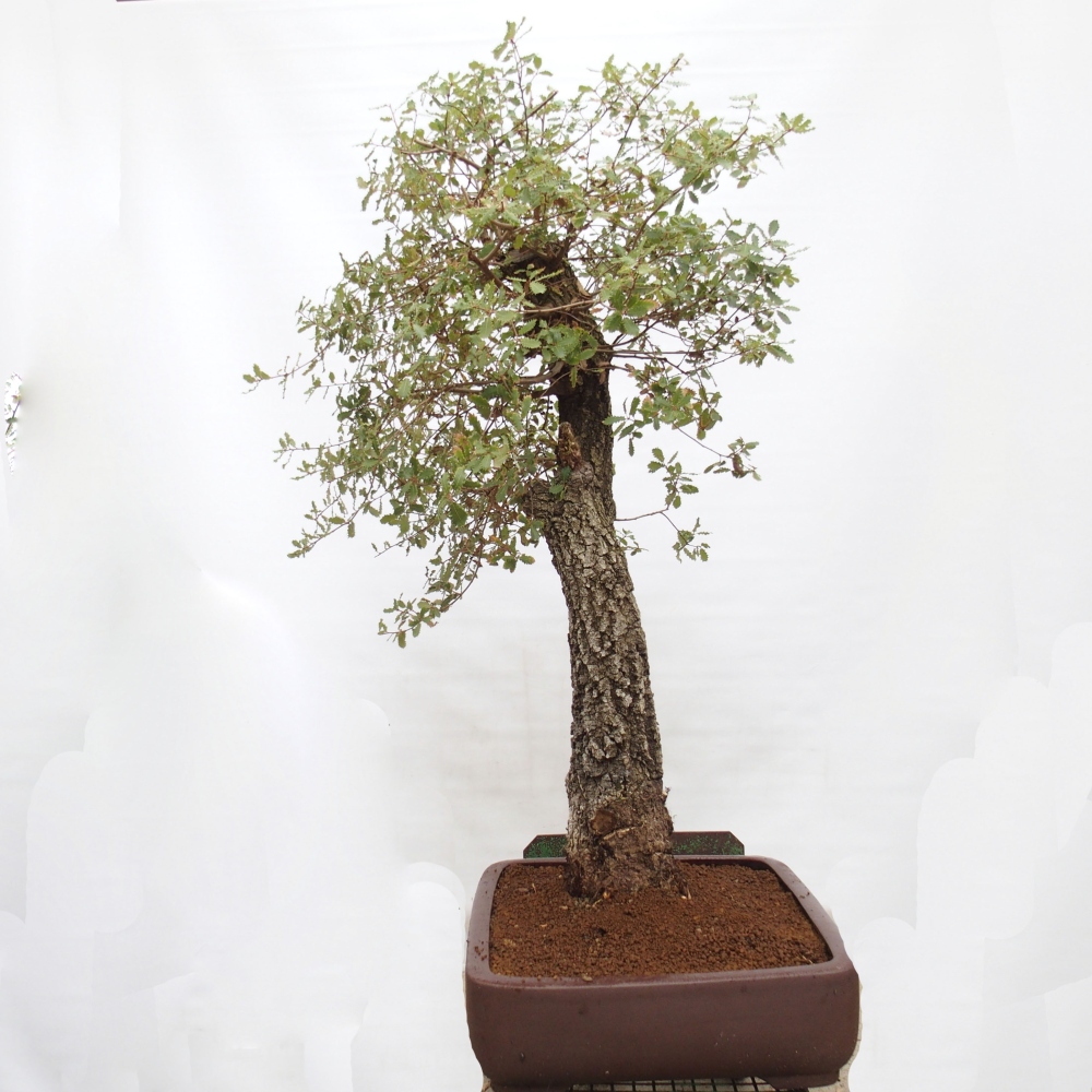 Yamadori - Quercus Ilex - Eichenstechpalme