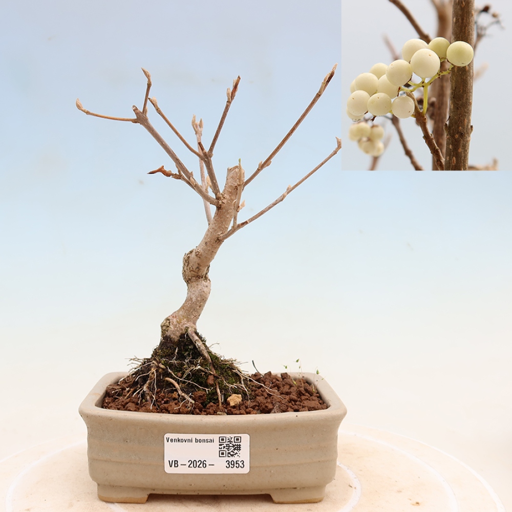 Bonsai für den Außenbereich – Callicarpa bodinieri „Snowqueen“ – Schönfrucht
