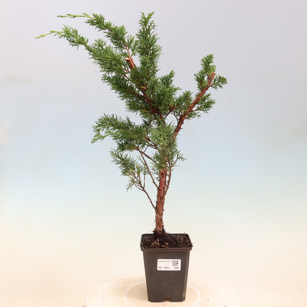 Bonsai für draußen - Juniperus chinensis Kishu