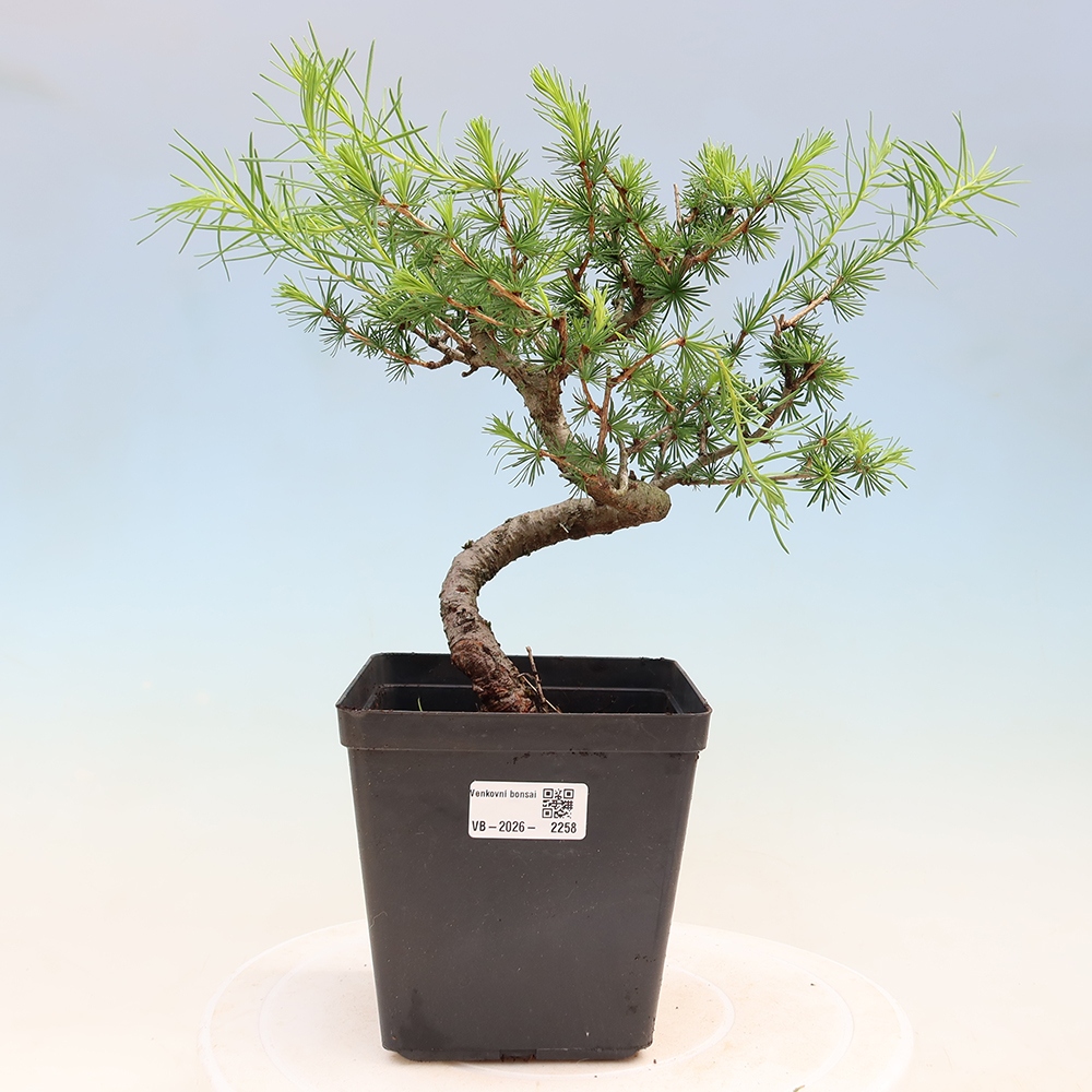 Bonsai für draußen -Larix decidua - Lärche
