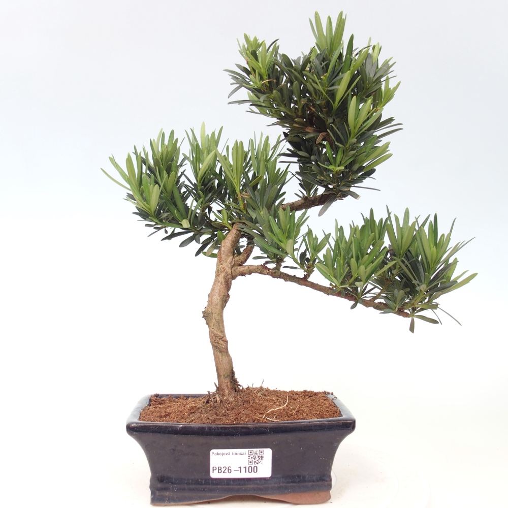 Zimmerbonsai - Podocarpus - Stein-Eibe
