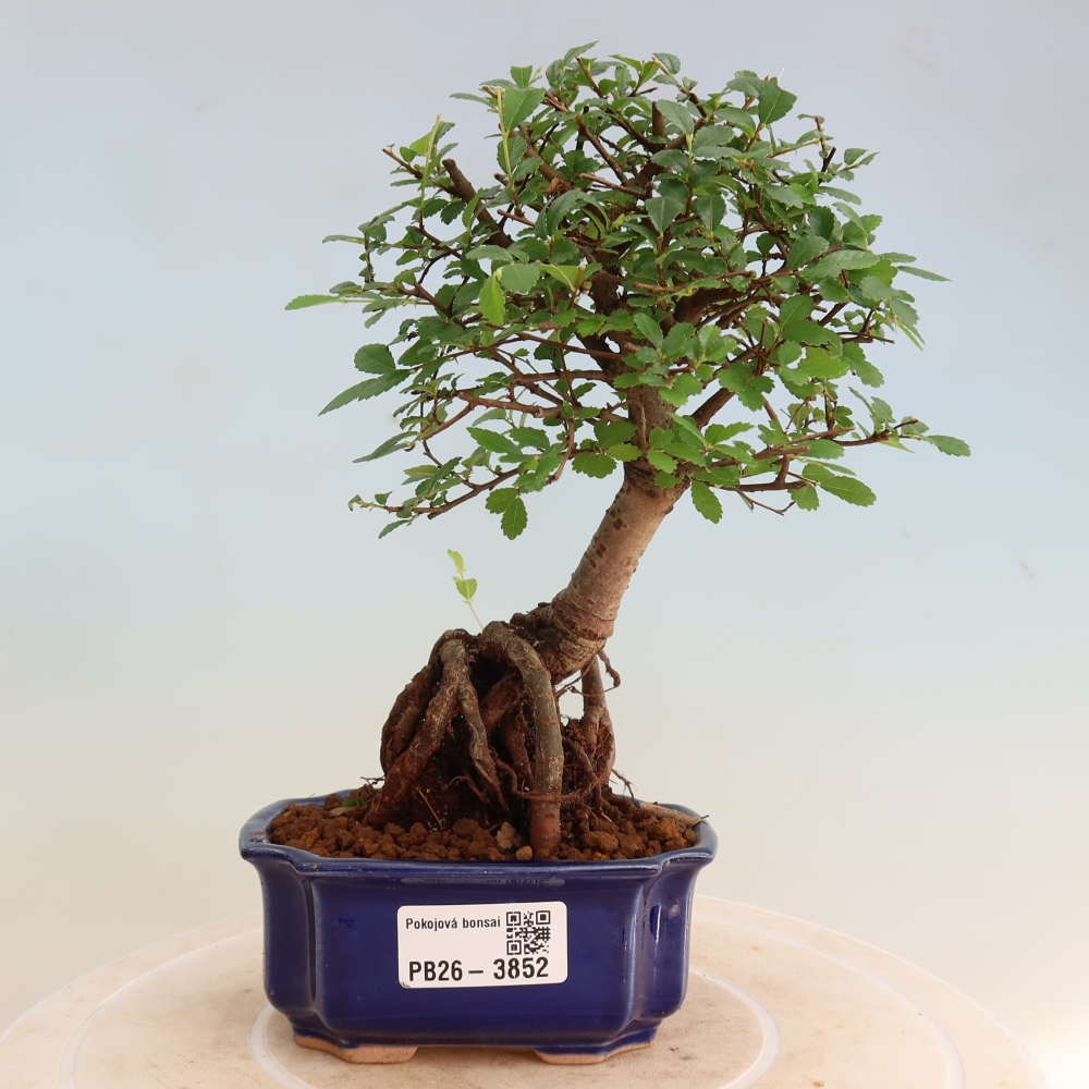 Zimmerbonsai - Ulmus parvifolia - Kleinblättrige Ulme