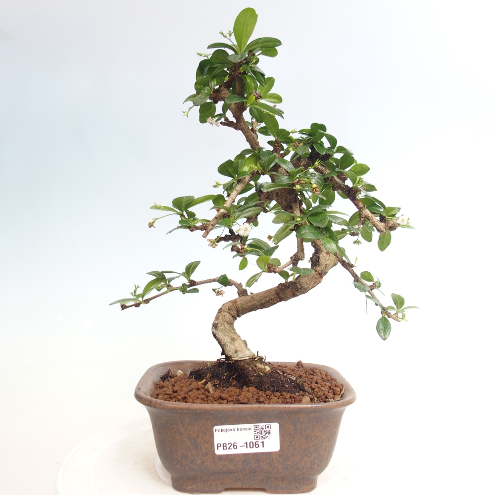 Zimmer-Bonsai - Carmona macrophylla - Tee-Fuki