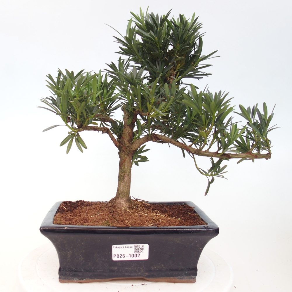 Zimmerbonsai - Podocarpus - Stein-Eibe