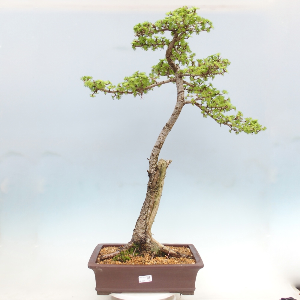 Outdoor-Bonsai -Larix decidua - Lärche - nur Palettentransport
