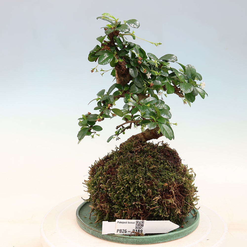 Kokedama mit Untersetzer – Čaj-fuki – Carmona macrophylla