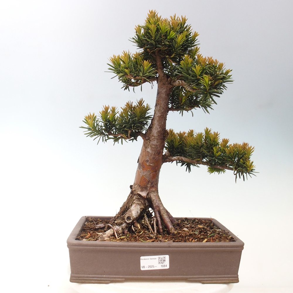 Bonsai für draußen - Taxus cuspidata - Japanische Eibe