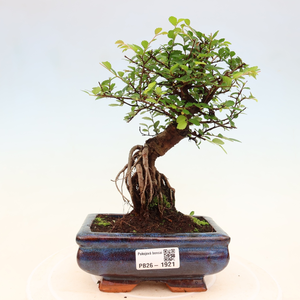 Zimmerbonsai - Ulmus parvifolia - Kleinblättrige Ulme